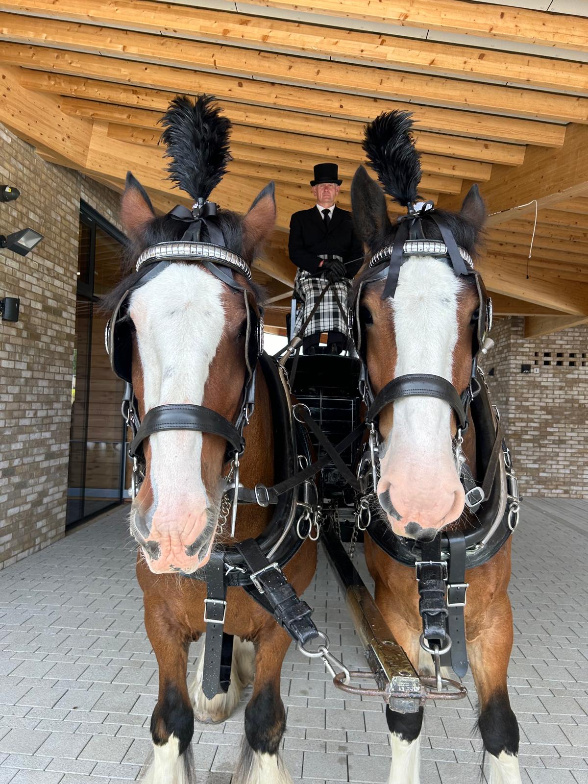 Traditional funeral hearse and horses